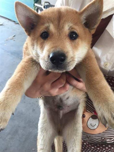 在大城市我抱回一只土狗中华田园犬当宠物养 中华 田园 宠物 新浪新闻