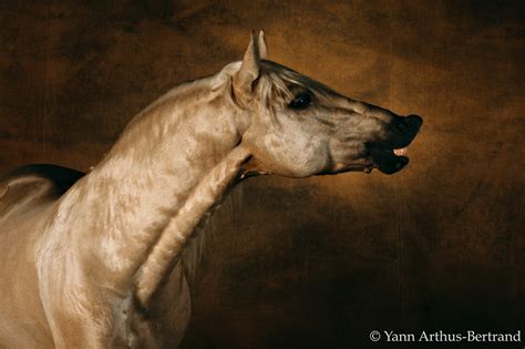 Exhibitions Archives Yann Arthus Bertrand S Photos