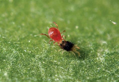 Phytoseiulus Persimilis Contra Araña Roja Lucha Biológica