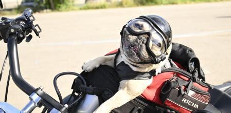 La Forma Adecuada De Transportar A Tu Mascota En Moto Y En Coche Este