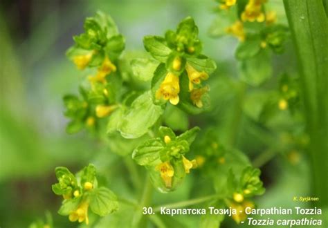 Ендемични и ретки видови растенија