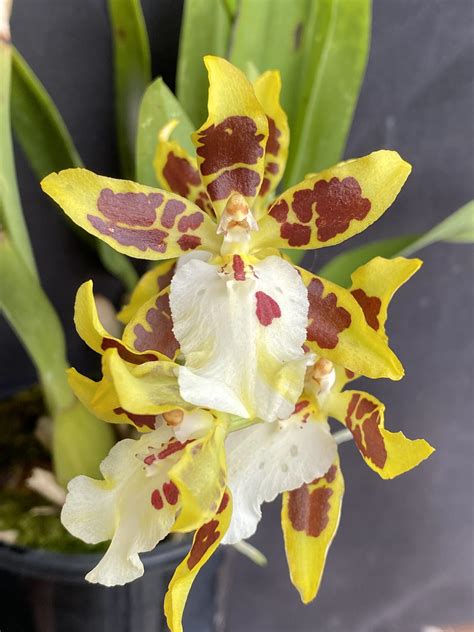 Oncidium Nahani Southern Suburbs Orchid Society Inc