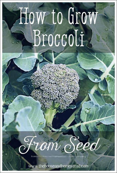 How To Grow Broccoli From Seed Artofit