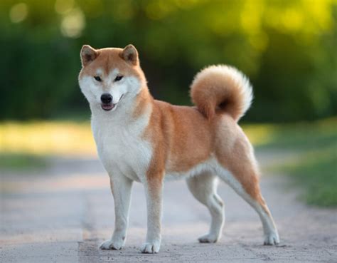 What Kind of Dog Is Doge From Dogecoin? Facts, Pictures & Breed Info – Dogster