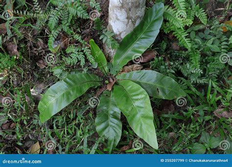 High Angle View Of A Bird S Nest Fern Plant Growing On The Ground Near