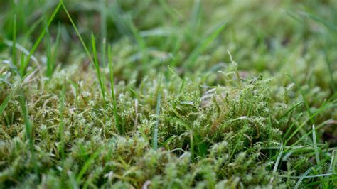 How To Get Rid Of Lawn Moss Expert Tips For Clearing This Weed Trendradars