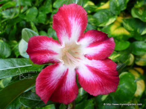 My Tropical Plants Finder Adenium Obesum Bicolour Red And White