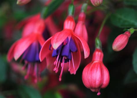 It Takes Two Fuchsia Planting Partners