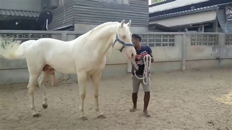 Horse Breeding Mating Horse 3 Youtube