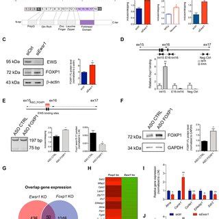 Ews Regulates Foxp Alternative Splicing Impacting Neuronal Gene