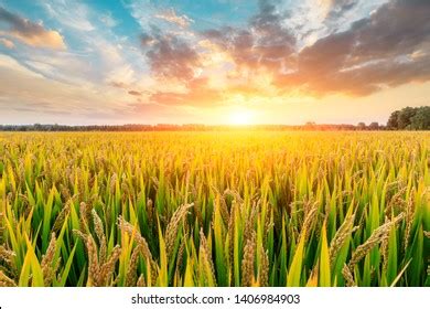 Mature Rice Fields Autumn Season Stock Photo 2281660699 Shutterstock