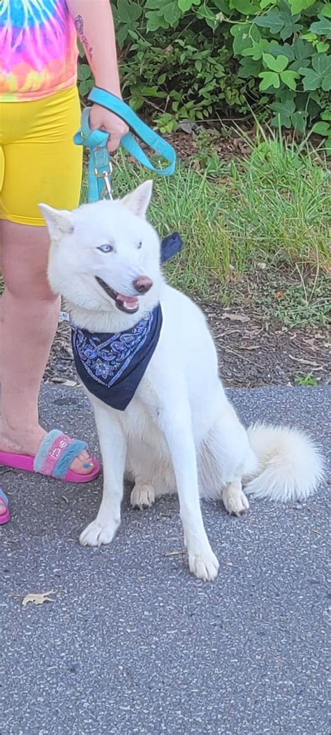 Please Help Get Keylo Martinsville Henry County Spca