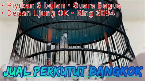 Jual Perkutut Bangkok Suara Bagus Piyikan Usia 3 Bulan Beli Perkutut