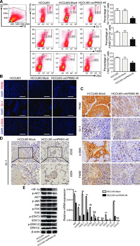 Pkm Induces Mdsc Infiltration In A Xenograft Nude Mice Model A Flow