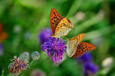 Le D Clin Alarmant Des Insectes Ompe Organisation Mondiale Pour La