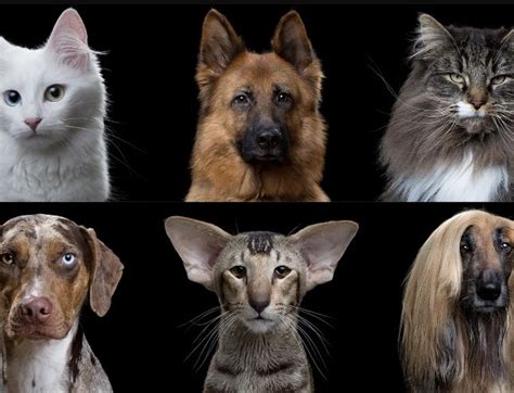 Dog & Cat Breeds: A Comprehensive Guide to Choosing Your Perfect Pet - Animal Lovers