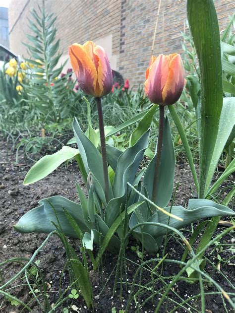 Tulip Prinses Irene 4 28 18 Tulips Garden Plants