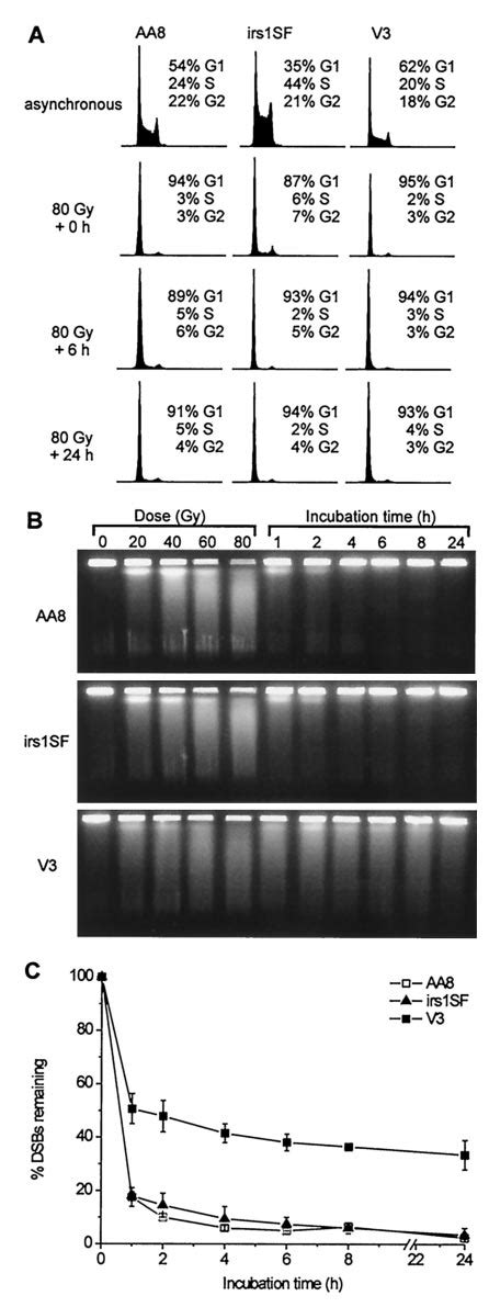 Dsb Repair In G 1 Phase Cells As Determined By Pfge A Dna