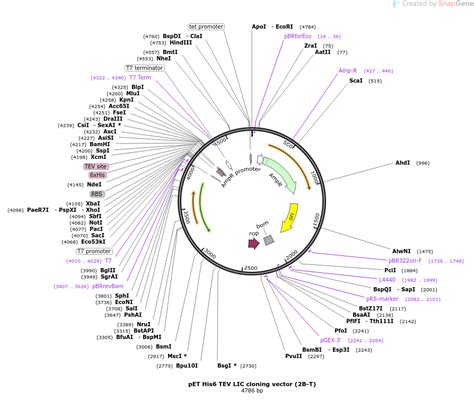 Addgene PET His6 TEV LIC Cloning Vector 2B T