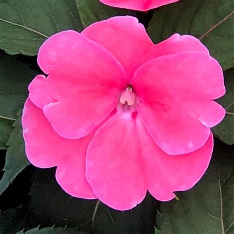 New Guinea Impatiens Pink Jumbo Six Pack Stewarts Garden Centre