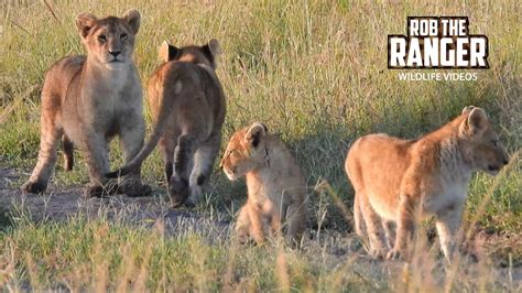 Lion Cubs Play On The Road Maasai Mara Safari Zebra Plains Youtube