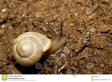 Yellow Small Garden Snail On Ground Stock Image Image Of Funny Slow