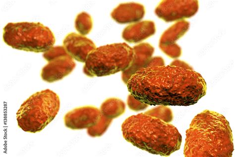 Bacteria Bordetella Pertussis Isolated On White Background 3D