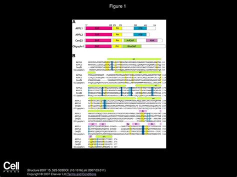 Crystal Structures Of The Bar Ph And Ptb Domains Of Human Appl Ppt