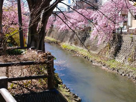 一足早く春を感じたいなら「松戸宿坂川の河津桜」を見よう！ 松戸に住もう！