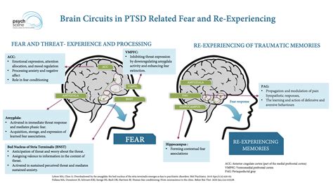 The Neuroscience Of Dissociation Application In Trauma Disorders