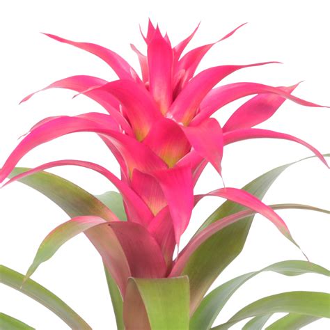 Breasy Bromelia Guzmania Deseo Pink Breasy