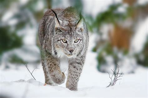 Lynx Wallpapers - Wallpaper Cave