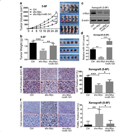 Mir Reversed The Tumor Growth Suppressive Effect Of C Myc Knockdown