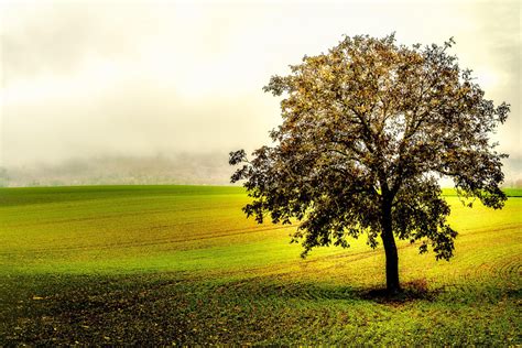 Images Gratuites Paysage Arbre La Nature Herbe Champ Ferme