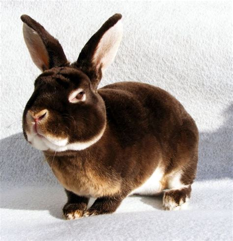 Mini rex | Cute animals, Baby animals, Mini rex rabbit