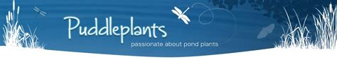 Oxygenating Pond Plants & Floating Pond Plants in the UK