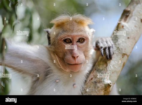 Toque Macaque Macaca Sinica Sri Lanka Stock Photo Alamy