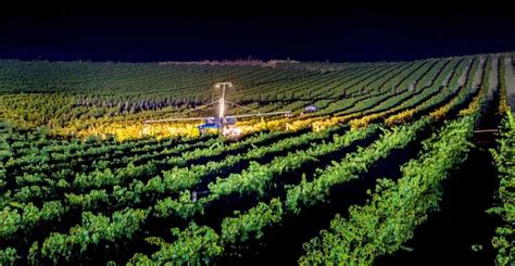 Vendemmia Notturna Ai Castelli Romani Si Celebra Ancora Lantica Arte