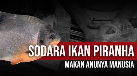 APAKAH IKAN INI PIRANHA YANG HIDUP DIINDONESIA YouTube