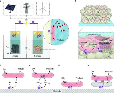 Microbial Electrosynthesis A Schematic Representation Of A Microbial