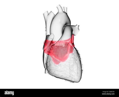 Left Atrium High Resolution Stock Photography And Images Alamy