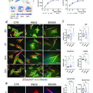 Culture Of HBM MSCs On PBCE And BDG50 Films A Schematic