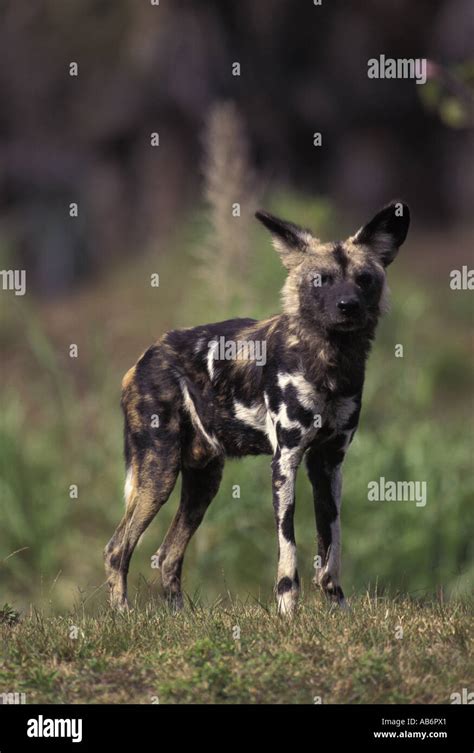 Africa Cape Hunting Dog Stock Photo - Alamy