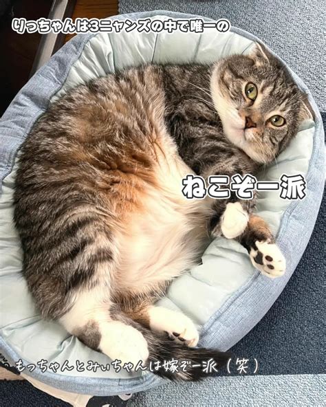 う〜ちのりっちゃんの雑学🐱 ねこぞーが投稿したフォトブック Lemon8