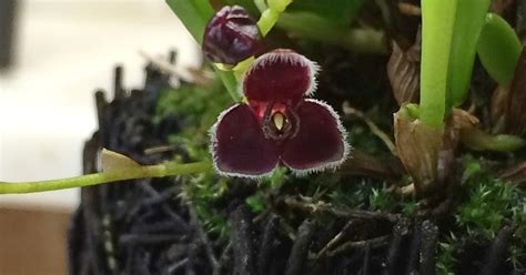 Arnes Orchid Corner Orchid Of The Day Stelis Ciliolata