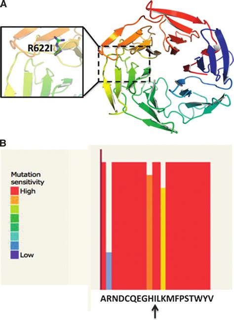 Predicted model of the Plasmodium falciparum kelch 13 propeller protein ... 