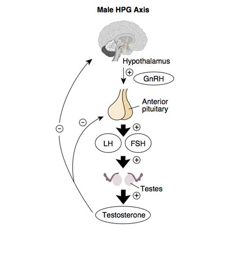 File:HPG male axis.jpg - Embryology