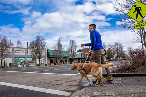 Guide Dog Training | Guide Dogs for the Blind