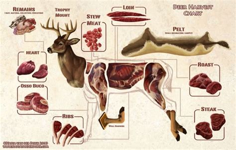 Whitetail Deer Butchering Meat Cuts Diagram