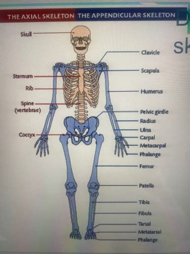 Skeletal System Flashcards Quizlet